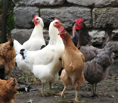 39893751dcda7cecbf6061112750560a_副本