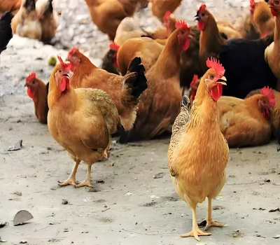 559141f9b3adeac7dfe707bb167e600b_副本