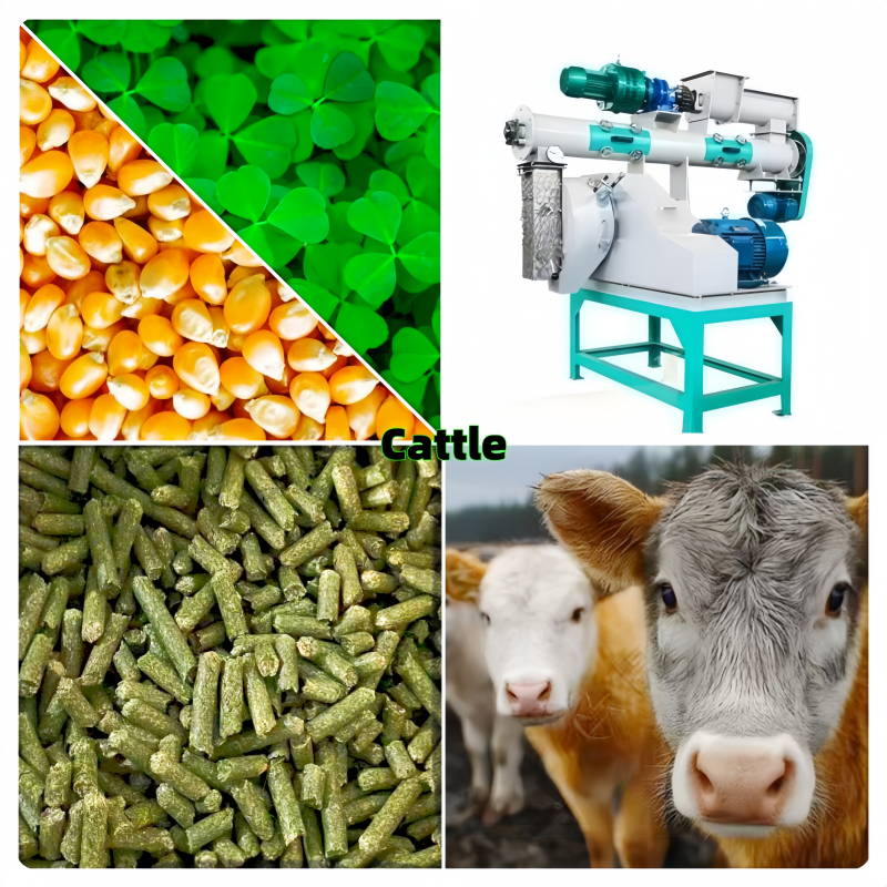 cattle cattle